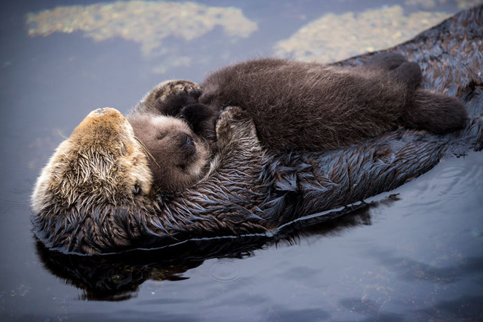 Otter Pup Falls Asleep While Floating On Its Mother’s Belly (4 pics)