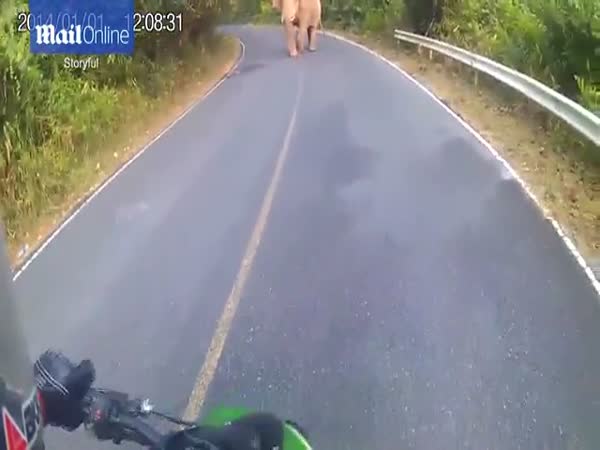 Biker Has Tense Stand Off With An Elephant After Encountering Beast In The Middle Of The Road