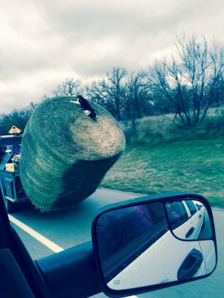 You Know It's Going To A Bad Day When It Starts Out Like This (43 pics)
