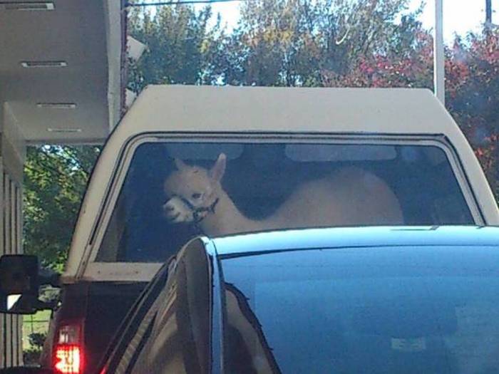 Even The Most Boring Commutes Have Their Awkward Moments (42 pics)
