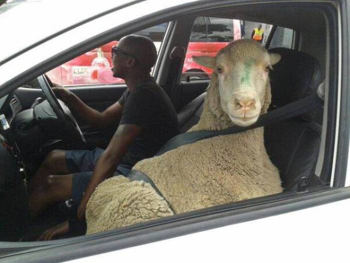 Even The Most Boring Commutes Have Their Awkward Moments (42 pics)