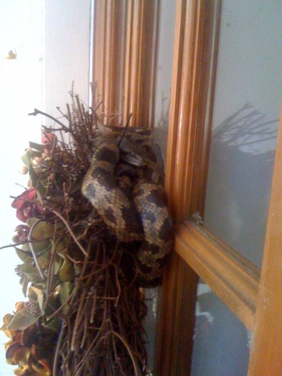 Man Gets Bit In The Head By A Snake After Walking Out His Own Door (5 pics)