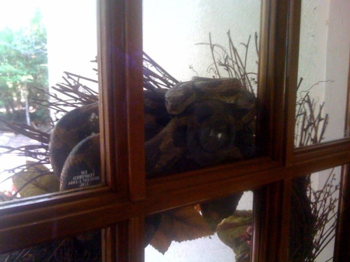 Man Gets Bit In The Head By A Snake After Walking Out His Own Door (5 pics)