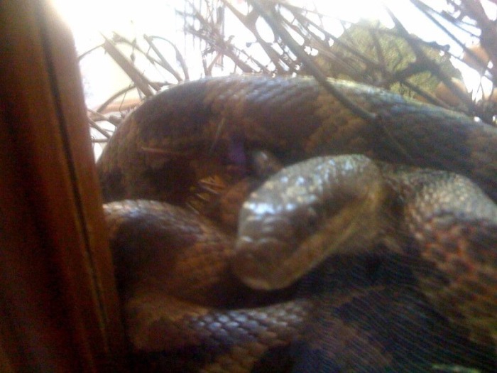 Man Gets Bit In The Head By A Snake After Walking Out His Own Door (5 pics)