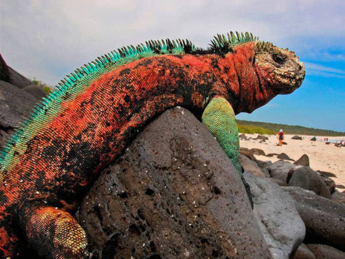 This Is Why The Galapagos Islands Are A Must See Travel Destination (26 pics)