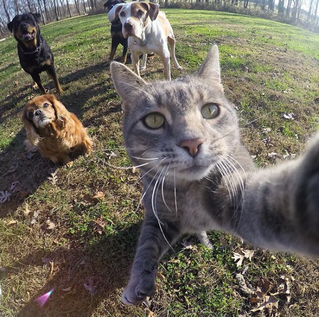 Meet The Cat That Takes Better Selfies Than Most People (8 pics)