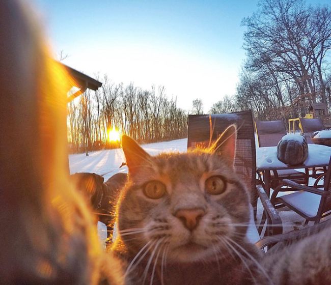 Meet The Cat That Takes Better Selfies Than Most People (8 pics)