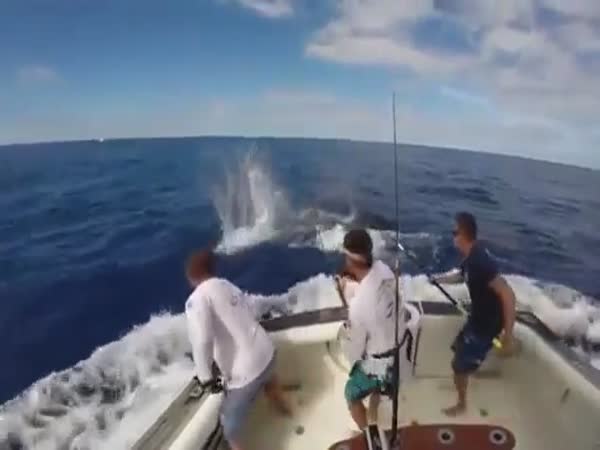 Lucky Fishermen Escapes A Near Death Experience With An Angry Marlin