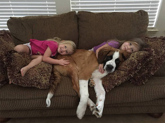 In Honor Of All The Loyal Dogs Around The World (22 pics)