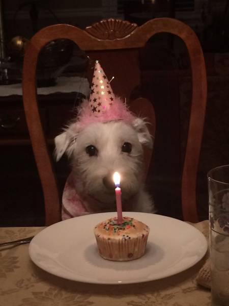 In Honor Of All The Loyal Dogs Around The World (22 pics)