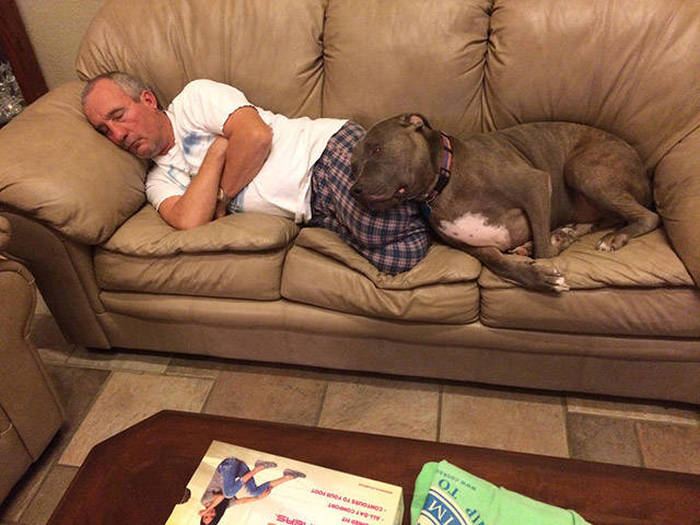 In Honor Of All The Loyal Dogs Around The World (22 pics)