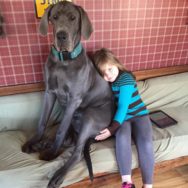 In Honor Of All The Loyal Dogs Around The World (22 pics)
