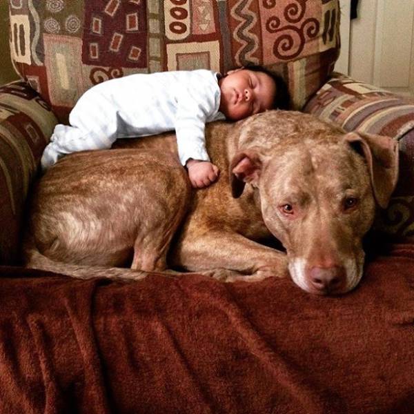 In Honor Of All The Loyal Dogs Around The World (22 pics)