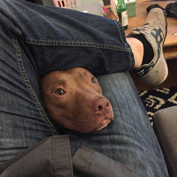 In Honor Of All The Loyal Dogs Around The World (22 pics)