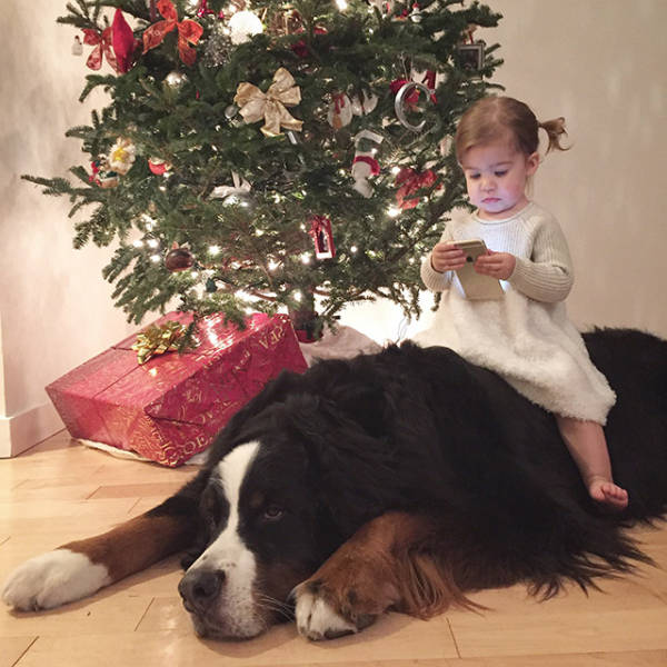 In Honor Of All The Loyal Dogs Around The World (22 pics)