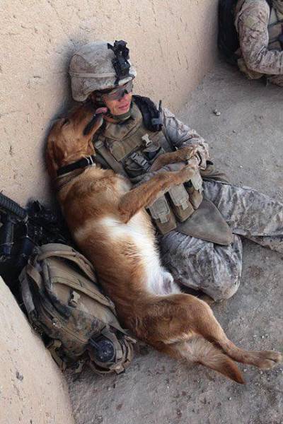 In Honor Of All The Loyal Dogs Around The World (22 pics)