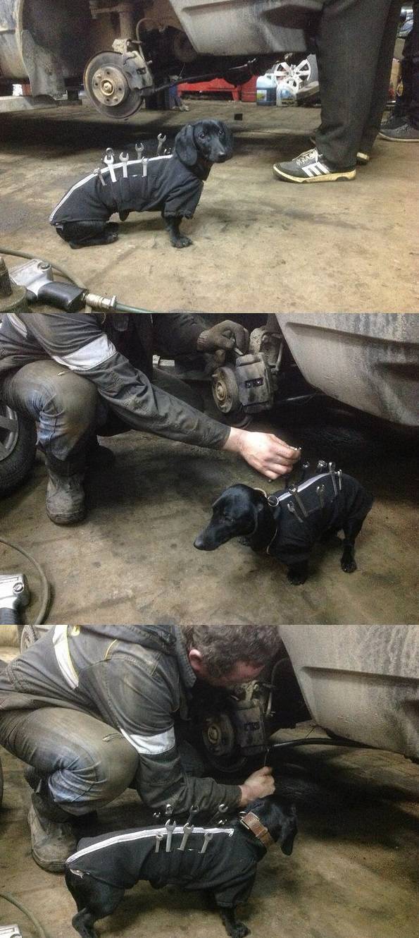 In Honor Of All The Loyal Dogs Around The World (22 pics)