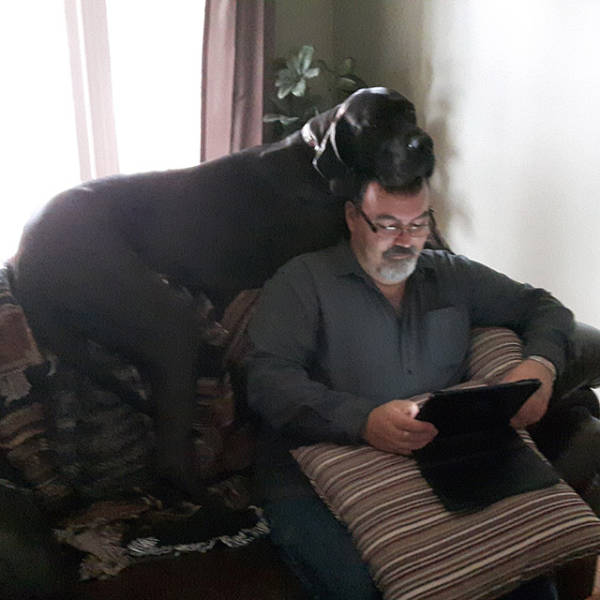 In Honor Of All The Loyal Dogs Around The World (22 pics)