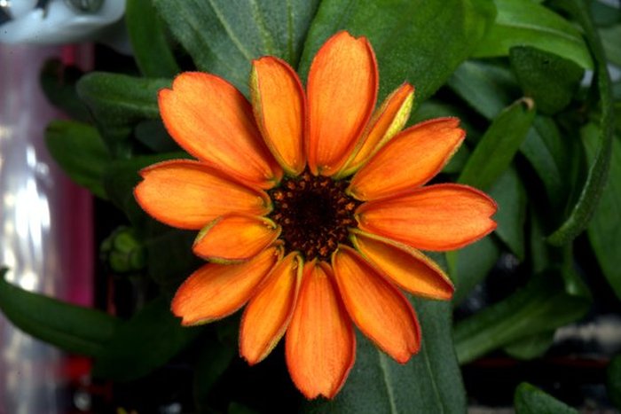 Astronaut Grows First Flower On The International Space Station (2 pics)