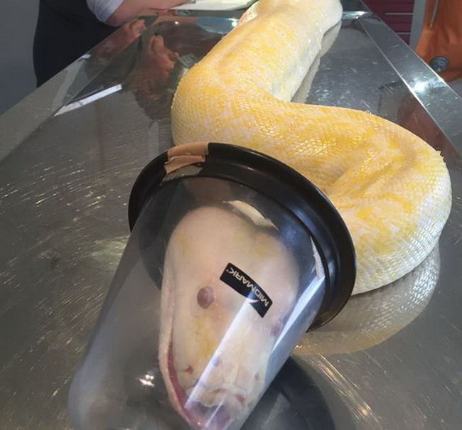How To Give A Snake Anesthesia (10 pics)
