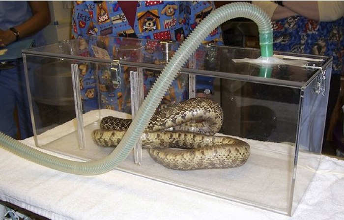 How To Give A Snake Anesthesia (10 pics)