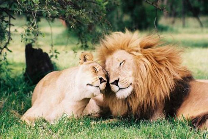 Animals That Make Better Couples Than Most Humans Do (23 pics)