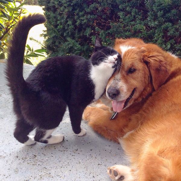 Animals That Make Better Couples Than Most Humans Do (23 pics)
