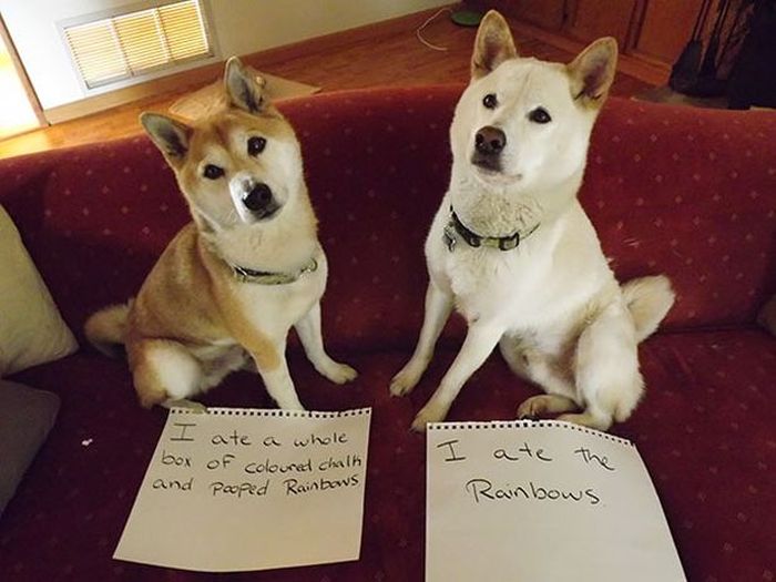 Owners Shaming Their Pets Is The Most Hilarious Punishment (20 pics)