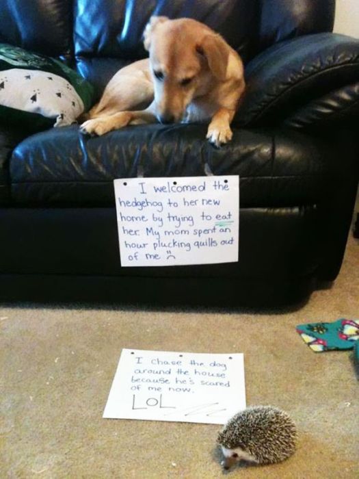 Owners Shaming Their Pets Is The Most Hilarious Punishment (20 pics)