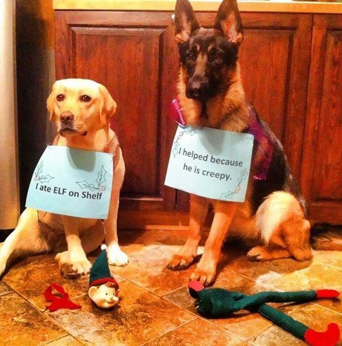Owners Shaming Their Pets Is The Most Hilarious Punishment (20 pics)
