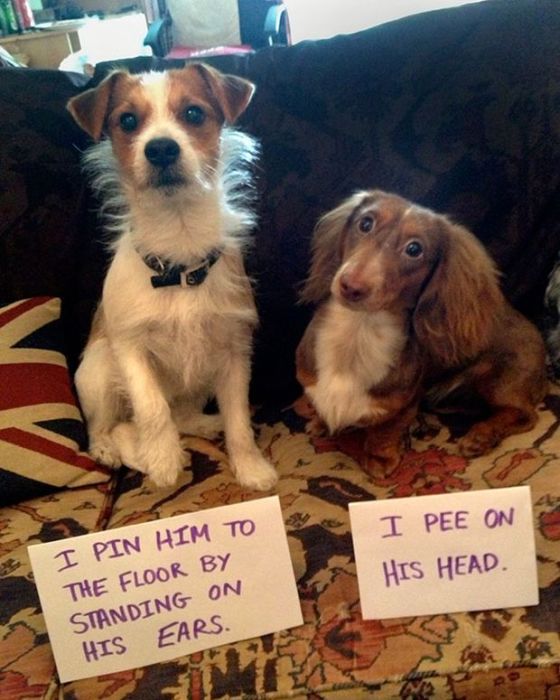 Owners Shaming Their Pets Is The Most Hilarious Punishment (20 pics)