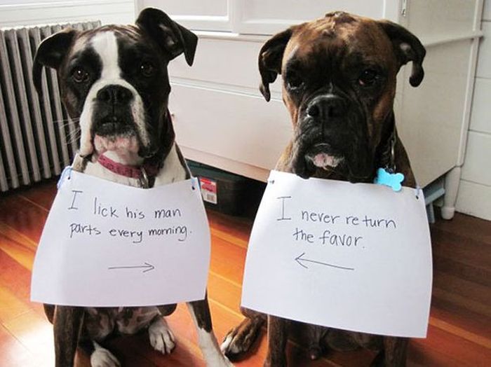 Owners Shaming Their Pets Is The Most Hilarious Punishment (20 pics)