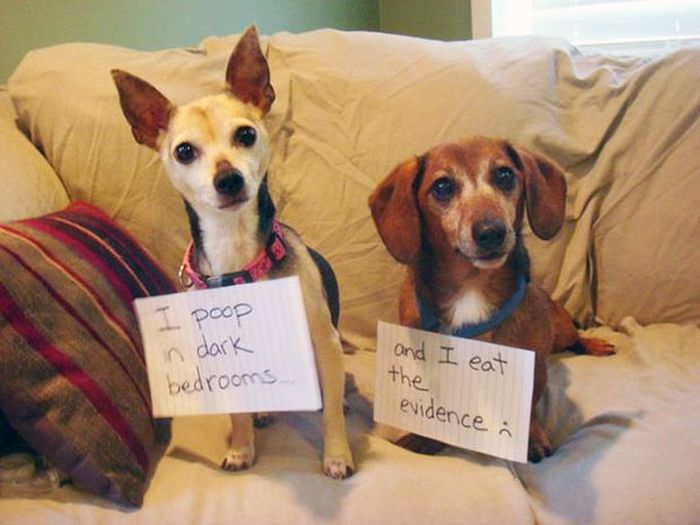 Owners Shaming Their Pets Is The Most Hilarious Punishment (20 pics)