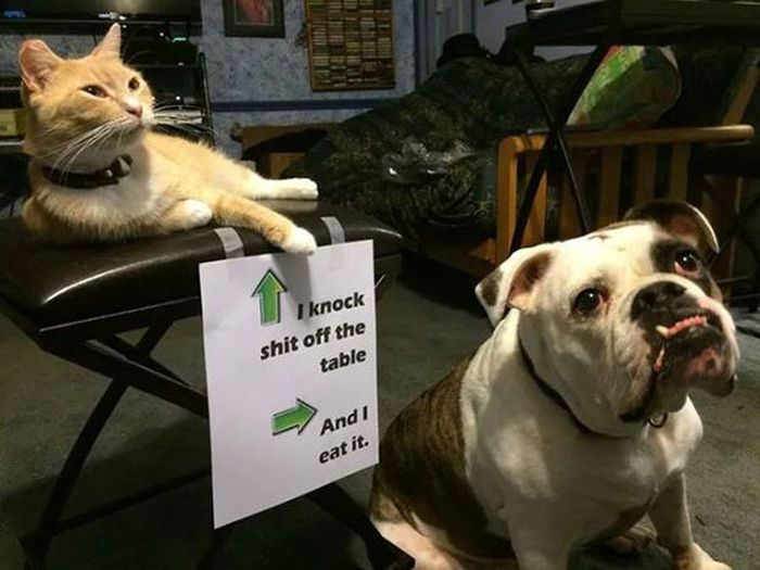 Owners Shaming Their Pets Is The Most Hilarious Punishment (20 pics)