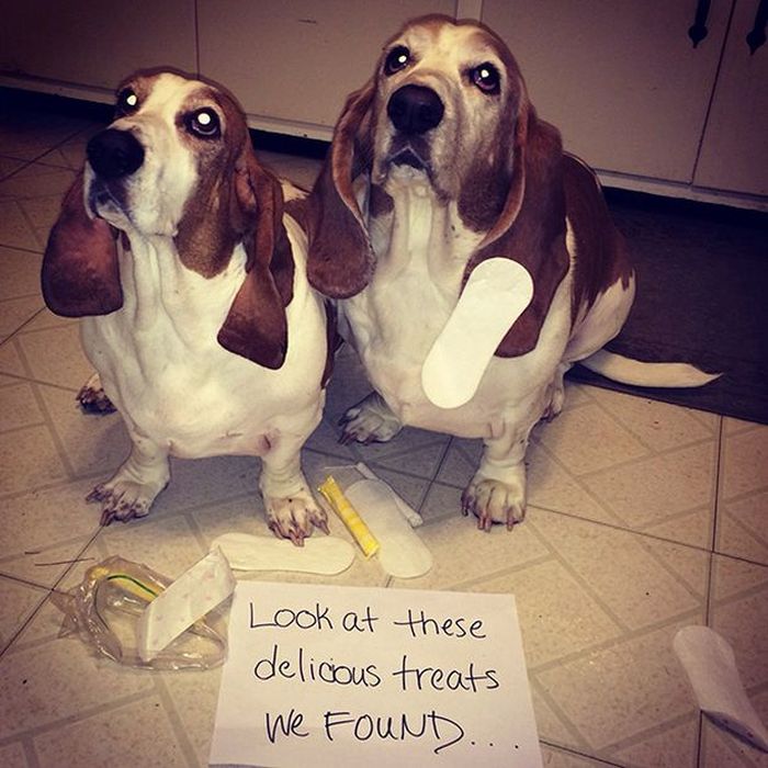 Owners Shaming Their Pets Is The Most Hilarious Punishment (20 pics)