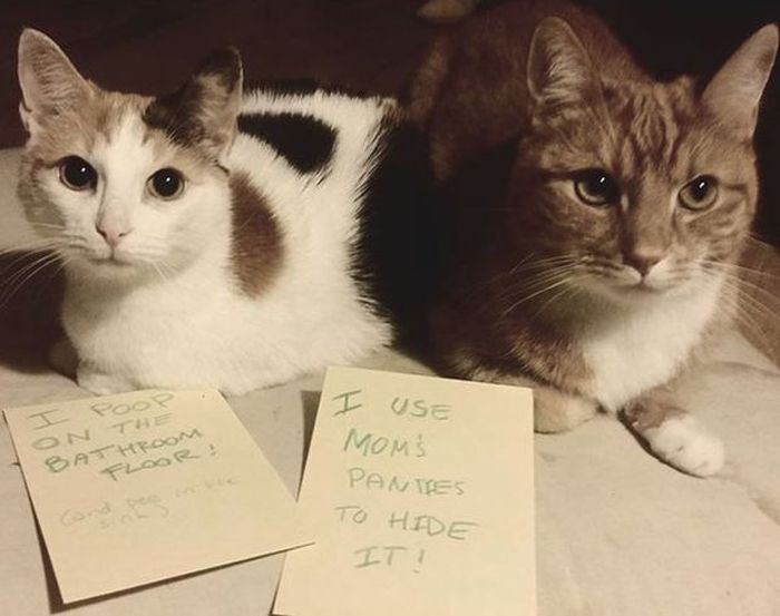 Owners Shaming Their Pets Is The Most Hilarious Punishment (20 pics)