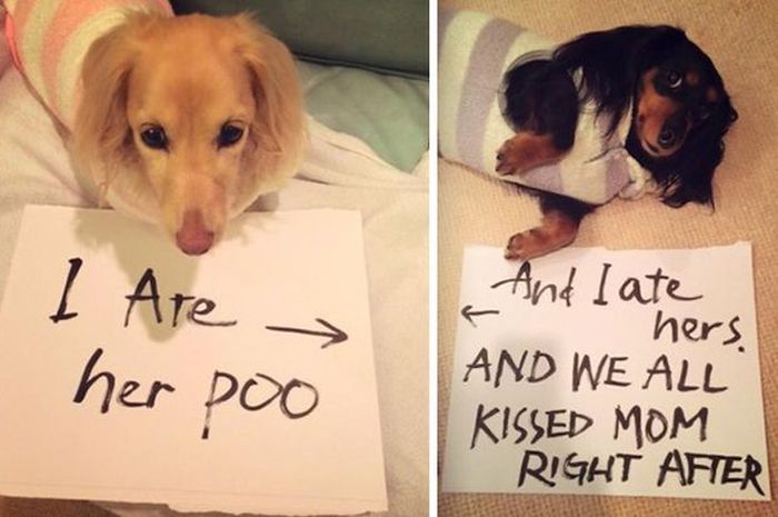 Owners Shaming Their Pets Is The Most Hilarious Punishment (20 pics)