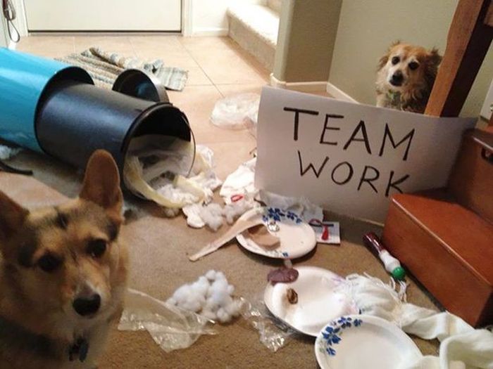 Owners Shaming Their Pets Is The Most Hilarious Punishment (20 pics)