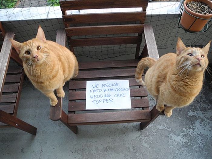 Owners Shaming Their Pets Is The Most Hilarious Punishment (20 pics)