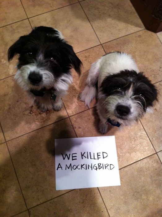 Owners Shaming Their Pets Is The Most Hilarious Punishment (20 pics)