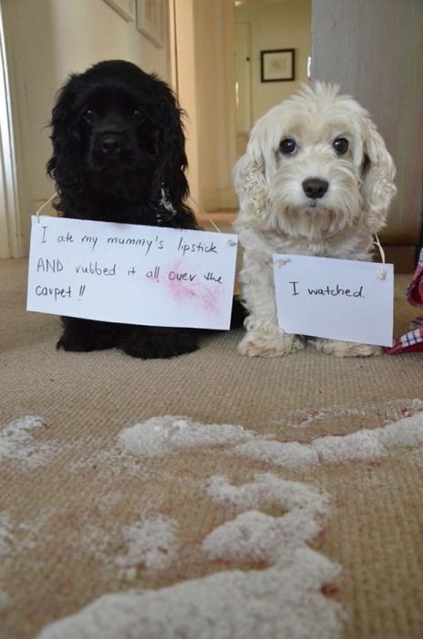 Owners Shaming Their Pets Is The Most Hilarious Punishment (20 pics)
