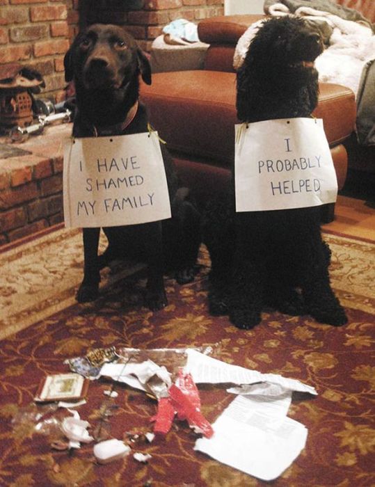 Owners Shaming Their Pets Is The Most Hilarious Punishment (20 pics)