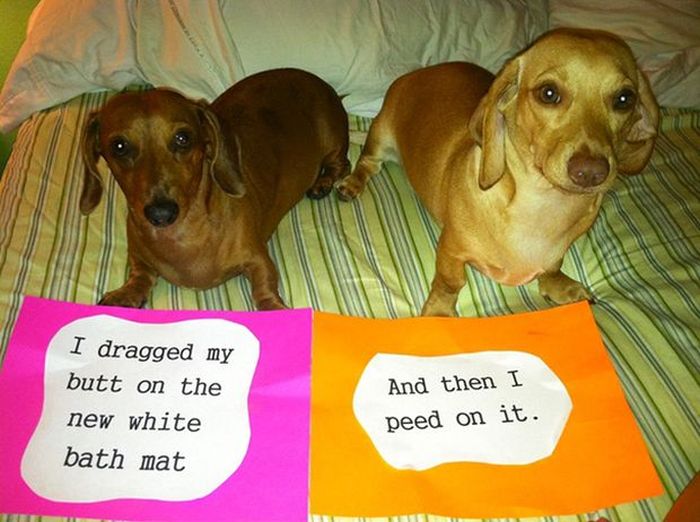 Owners Shaming Their Pets Is The Most Hilarious Punishment (20 pics)
