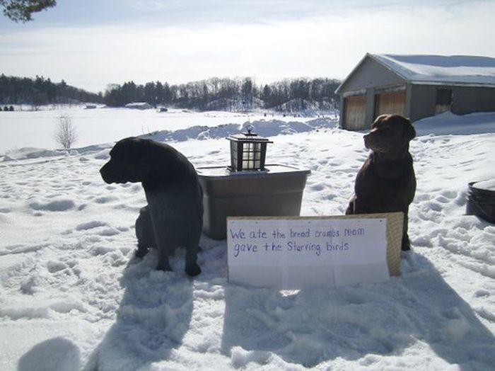 Owners Shaming Their Pets Is The Most Hilarious Punishment (20 pics)