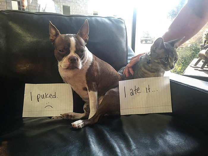 Owners Shaming Their Pets Is The Most Hilarious Punishment (20 pics)