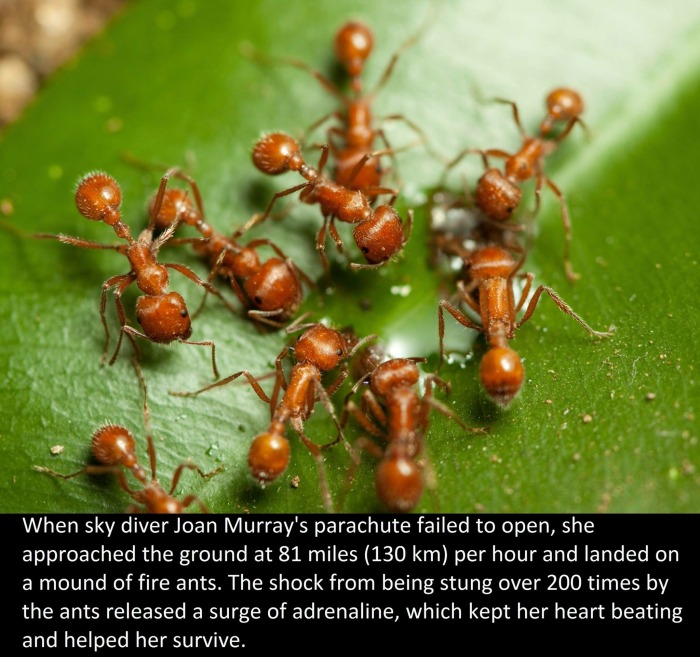 It's Time To Educate Yourself With These Interesting Facts (21 pics)