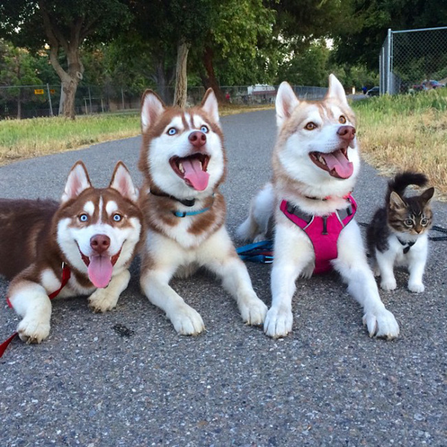 Huskies Become Best Friends With A Cat (15 pics)