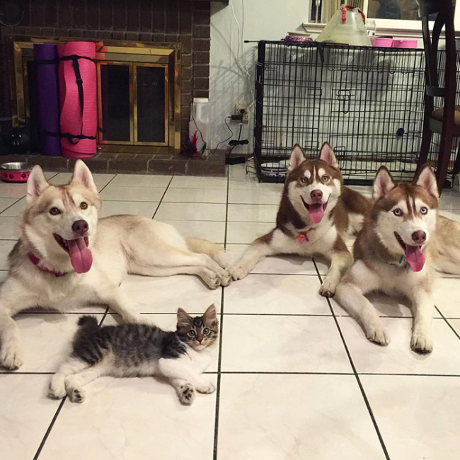 Huskies Become Best Friends With A Cat (15 pics)