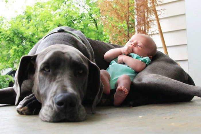 Dogs and Babies (27 pics)