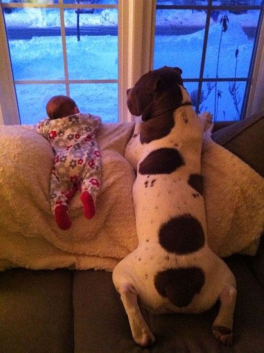 Dogs and Babies (27 pics)